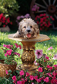 PUP 43 RC0005 01
Portrait Of Dandie Dinmont Terrier Puppy Laying On Pedestal In Garden By Pink Flowers