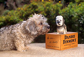 PUP 43 RC0008 01
Portrait Of Dandie Dinmont Terrier Puppy Sniffing Dog Statue On Mat By Shrubs