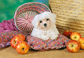 PUP 43 RC0009 01
Portrait Of Maltese Puppy Laying On Pillow By Baskets And Apples