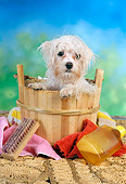 PUP 43 RC0010 01
Portrait Of Maltese Puppy Getting A Bath In Wooden Bucket