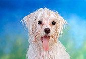 PUP 43 RC0011 01
Portrait Of Maltese Puppy Soaking Wet