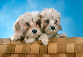 PUP 43 RC0012 01
Portrait Of Two Dandie Dinmont Terrier Puppies Laying On Shingled Roof Studio