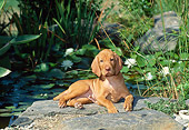 PUP 44 CE0003 01
Vizsla Puppy Laying On Rock Near Pond