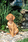 PUP 44 CE0004 01
Vizsla Puppy Sitting On Rocks Near Pond