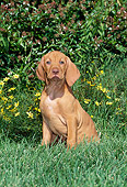 PUP 44 CE0005 01
Vizsla Puppy Sitting On Grass By Yellow Flowers