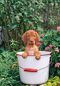 PUP 44 CE0006 01
Vizsla Puppy Sitting Inside Bucket In Garden