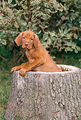 PUP 44 CE0007 01
Vizsla Puppy Sitting Inside Hollow Tree Stump