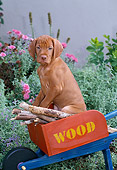 PUP 44 CE0008 01
Vizsla Puppy Sitting Inside Toy Wheelbarrow