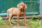 PUP 44 NR0001 01
Vizsla Puppy Standing By Green Door