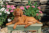 PUP 44 CE0001 01
Vizsla Puppy Laying On Bench By Flowers And Stone Wall