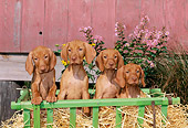 PUP 44 CE0002 01
Four Vizsla Puppies Sitting In Straw In Green Cart By Barn And Flowers