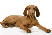 PUP 44 JD0001 01
Vizsla Puppy Laying On White Seamless Studio