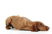 PUP 44 JD0002 01
Vizsla Puppy Laying On White Seamless Studio