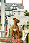 PUP 44 MQ0001 01
Vizsla Puppy Sitting On White Wicker Chair On Porch