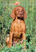PUP 44 SS0001 01
Vizsla Puppy Sitting In Field