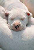 PUP 45 AB0002 01
Portrait Of White Dogo Argentino Puppy Sleeping