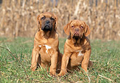 PUP 45 AB0004 01
Two Dogue De Bordeaux Puppies Sitting On Grass