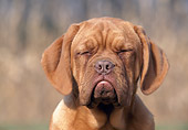 PUP 45 AB0005 01
Head Shot Of Dogue De Bordeaux Puppy With Eyes Closed