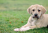 PUP 45 AB0006 01
Portrait Of Spanish Mastiff Puppy Laying On Grass