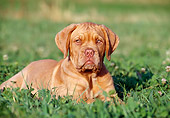 PUP 45 CB0002 01
Dogue De Bordeaux Puppy Laying In Grass