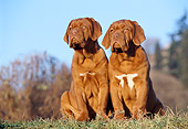 PUP 45 CB0004 01
Two Dogue De Bordeaux Puppies Sitting On Grass