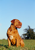PUP 45 CB0005 01
Dogue De Bordeaux Puppy Sitting In Grass Field