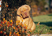 PUP 45 CB0006 01
Dogue De Bordeaux Puppy Sitting In Grass In Autumn