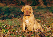 PUP 45 CB0007 01
Dogue De Bordeaux Puppy Sitting In Grass And Autumn Leaves