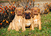 PUP 45 CB0009 01
Three Dogue De Bordeaux Puppies Sitting On Grass In Autumn
