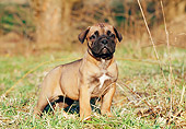 PUP 45 CB0010 01
Bullmastiff Puppy Standing In Grass And Fallen Leaves