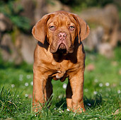 PUP 45 CB0013 01
Dogue De Bordeaux Puppy Standing On Grass