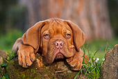 PUP 45 CB0014 01
Dogue De Bordeaux Puppy Laying On Moss Covered Rock