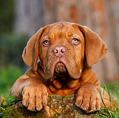 PUP 45 CB0015 01
Dogue De Bordeaux Puppy Laying On Moss Covered Rock