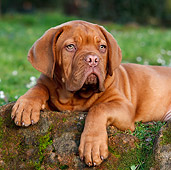 PUP 45 CB0016 01
Dogue De Bordeaux Puppy Laying On Moss Covered Rock