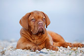 PUP 45 CB0017 01
Dogue De Bordeaux Puppy Laying On Rocks