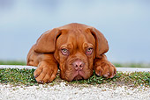 PUP 45 CB0018 01
Dogue De Bordeaux Puppy Laying On Grass