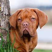 PUP 45 CB0019 01
Portrait Of Dogue De Bordeaux Puppy By Tree Trunk