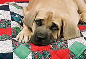 PUP 45 FA0002 01
Head Shot Of Mastiff Puppy Laying On Quilt