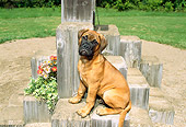 PUP 45 FA0003 01
Bullmastiff Puppy Sitting On Wooden Blocks At Park
