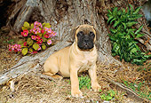 PUP 45 FA0004 01
Bullmastiff Puppy Sitting At Base Of Tree