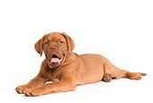 PUP 45 JE0002 01
Dogue de Bordeaux Puppy Laying Seamless