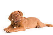 PUP 45 JE0003 01
Dogue de Bordeaux Puppy Laying Seamless