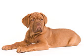 PUP 45 JE0004 01
Dogue de Bordeaux Puppy Laying Seamless