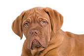 PUP 45 JE0005 01
Head Shot Of Dogue de Bordeaux Puppy Laying Seamless