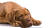 PUP 45 JE0006 01
Head Shot Of Dogue de Bordeaux Puppy Laying Seamless