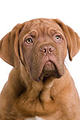 PUP 45 JE0007 01
Head Shot Of Dogue de Bordeaux Puppy Sitting Seamless