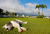 PUP 45 JE0008 01
German Mastiff Puppy Sleeping On Grass By Lawn Chairs And Palm Trees In Costa Rica