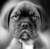 PUP 45 JE0009 01
Head Shot Of Dogue de Bordeaux Puppy