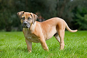 PUP 45 JS0001 01
Boerboel Puppy Standing On Grass
