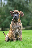 PUP 45 JS0002 01
Boerboel Puppy Sitting On Grass